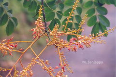 Caesalpinia cucullata